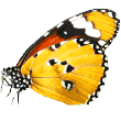 https://hundepension-greiner.de/wp-content/uploads/2019/08/butterfly.png